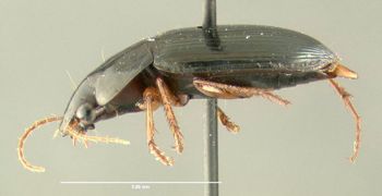 Media type: image;   Entomology 600484 Aspect: habitus lateral view